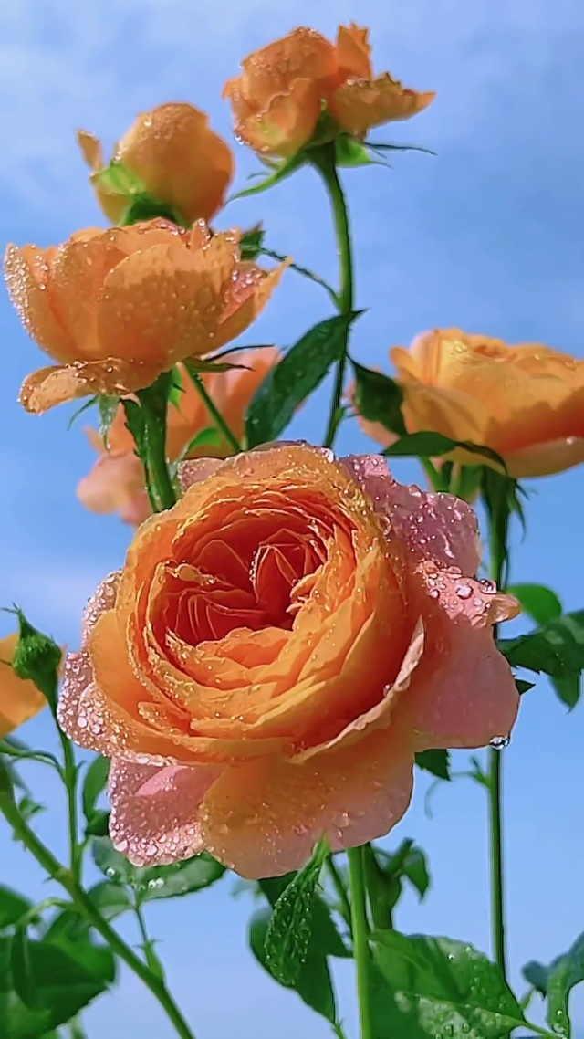 梨花带雨