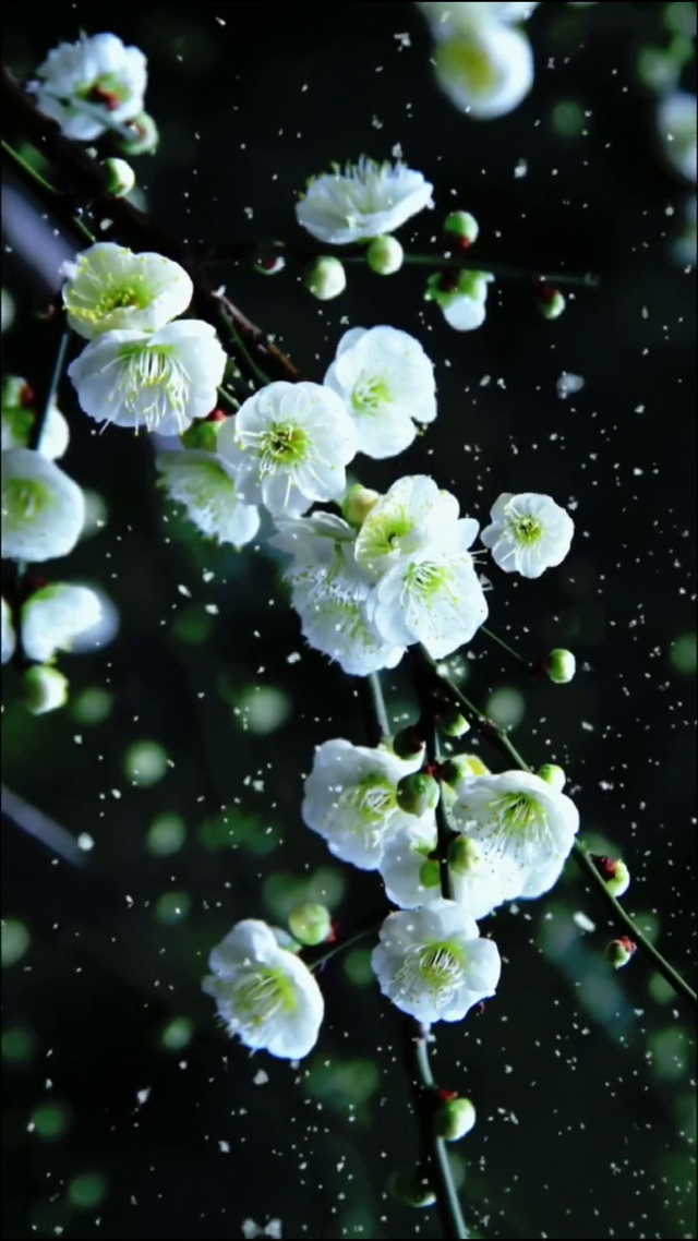 梅花爱雪