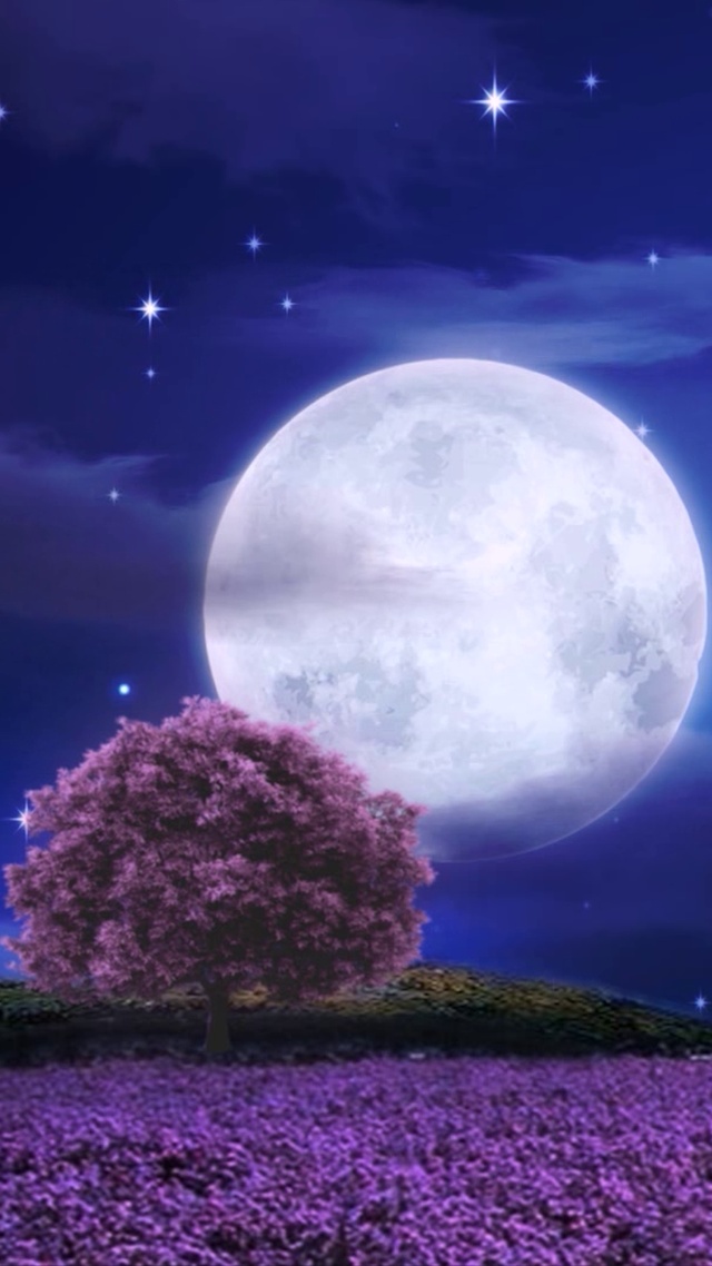 唯美薰衣草夜景