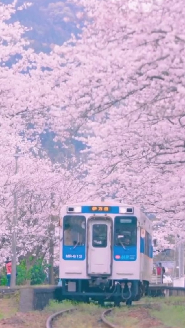 4K唯美日系樱花列车