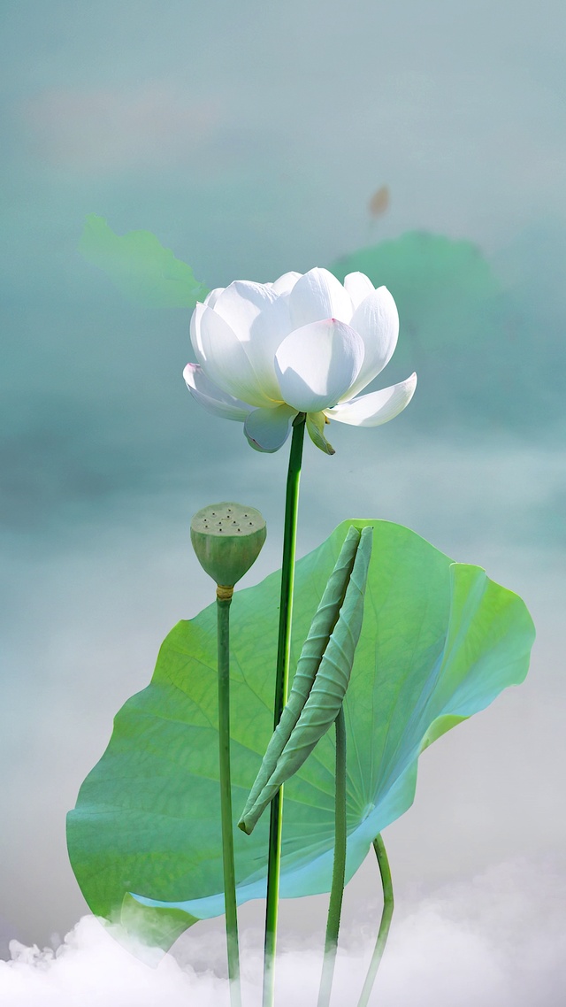 治愈意境荷花动态壁纸