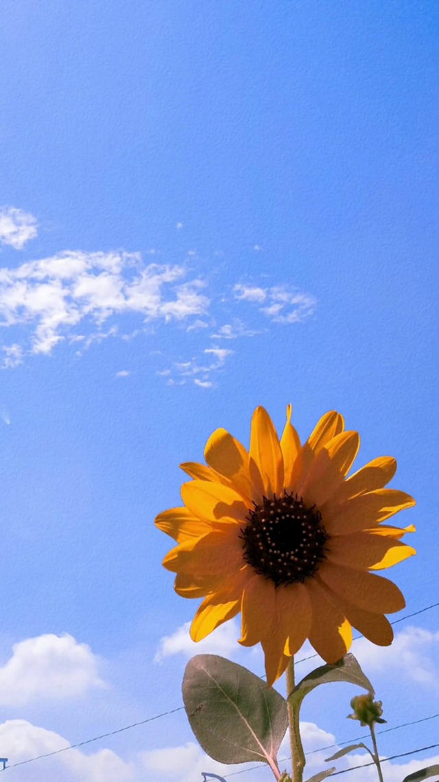 晴天