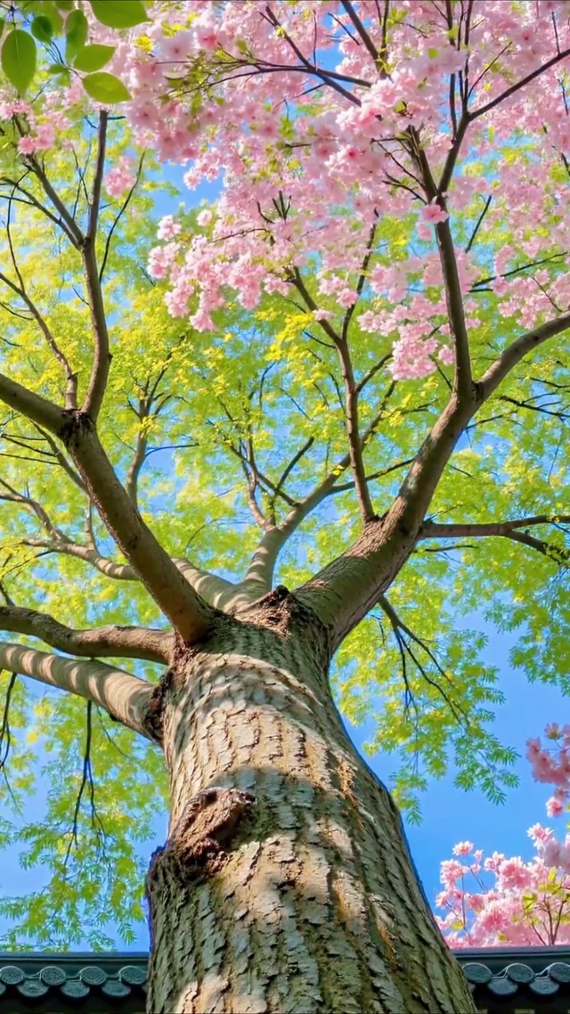 檐角望春 花枝入画