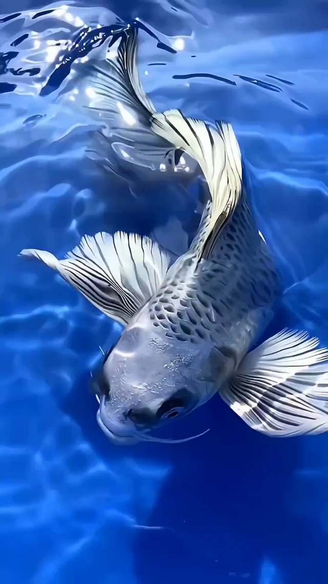 熊猫蝴蝶鲤