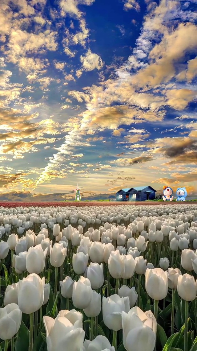 郁金香花语，金香