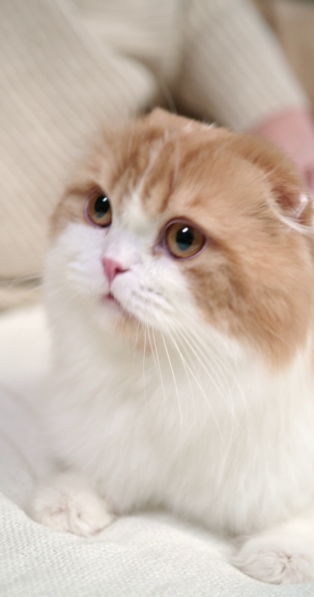 治愈猫