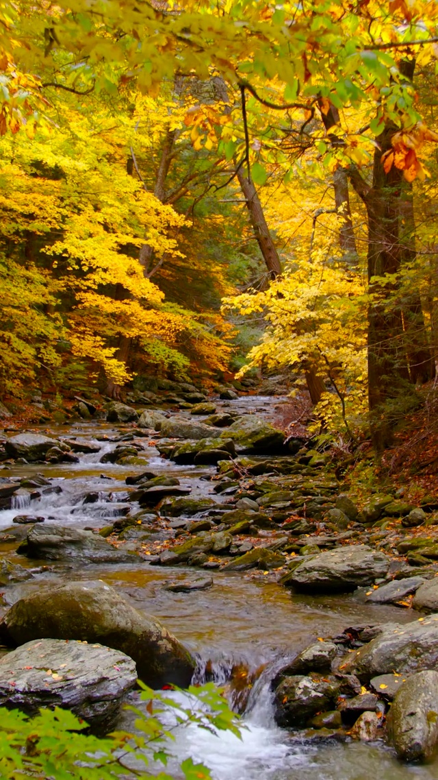幽静秋林红叶溪流