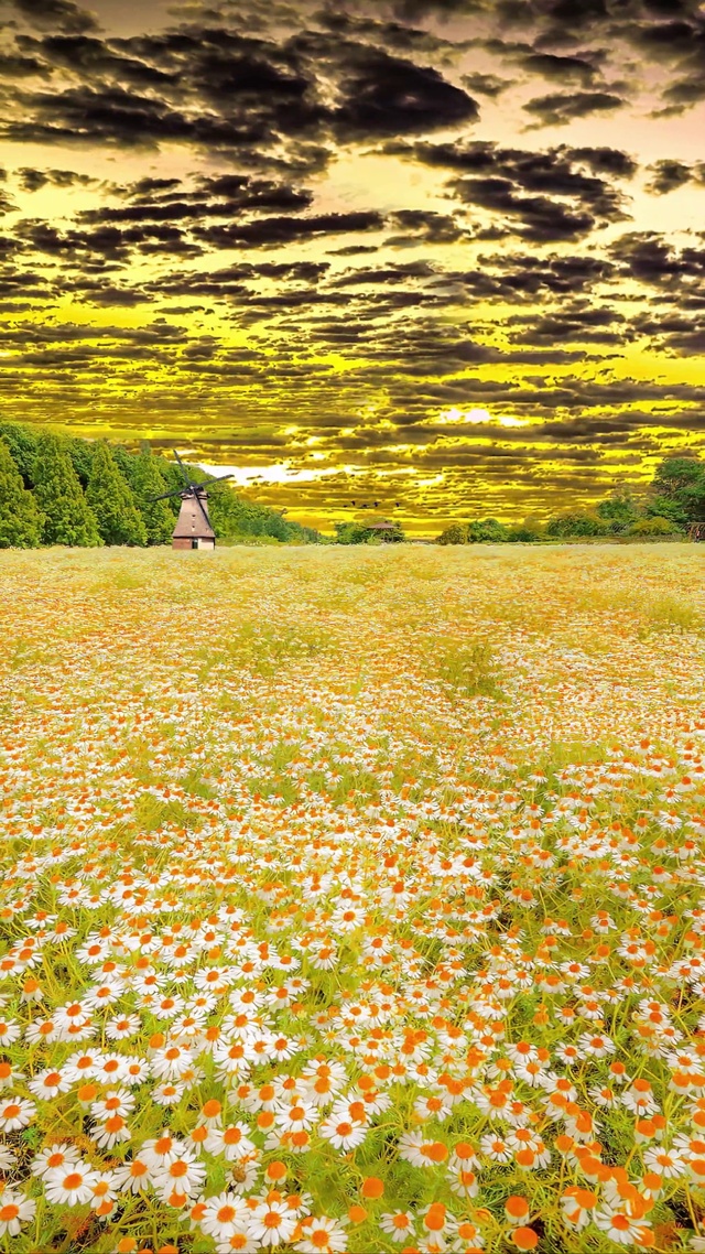 晚霞雏菊花海