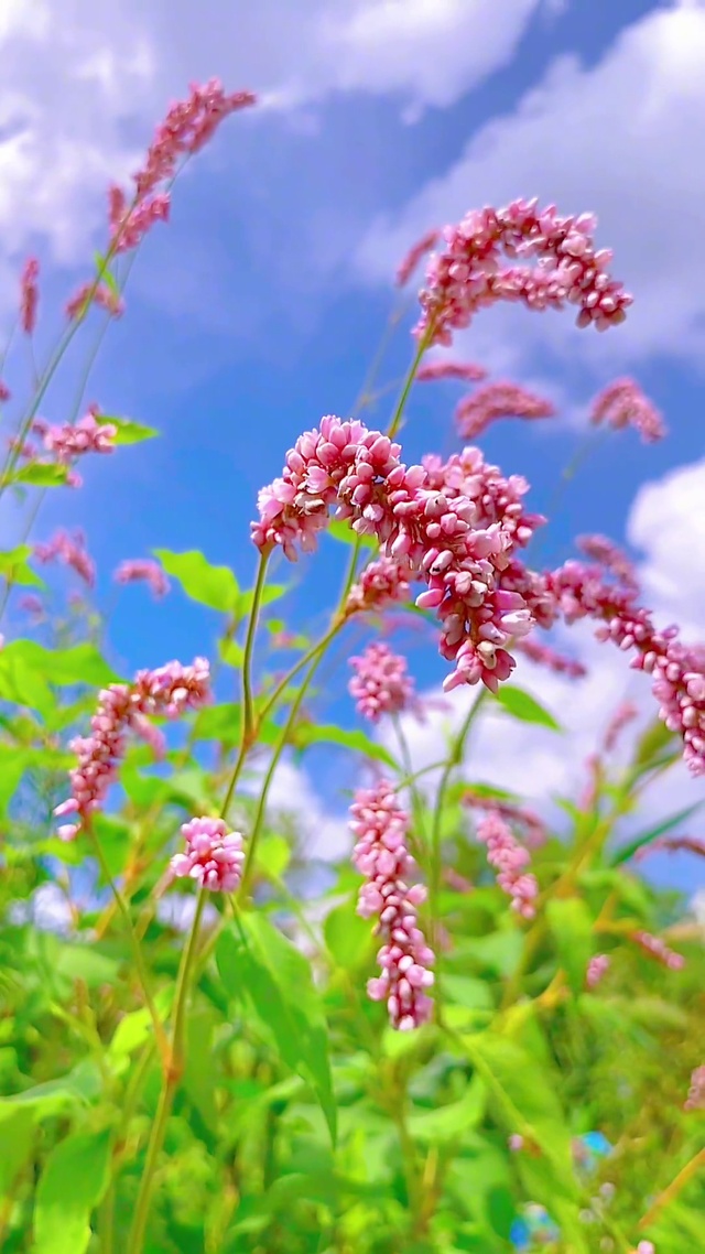 花花世界