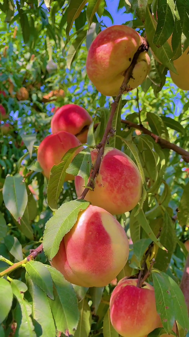 桃你欢心，子为有你