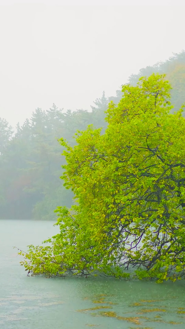 雨天的湖边绿树 