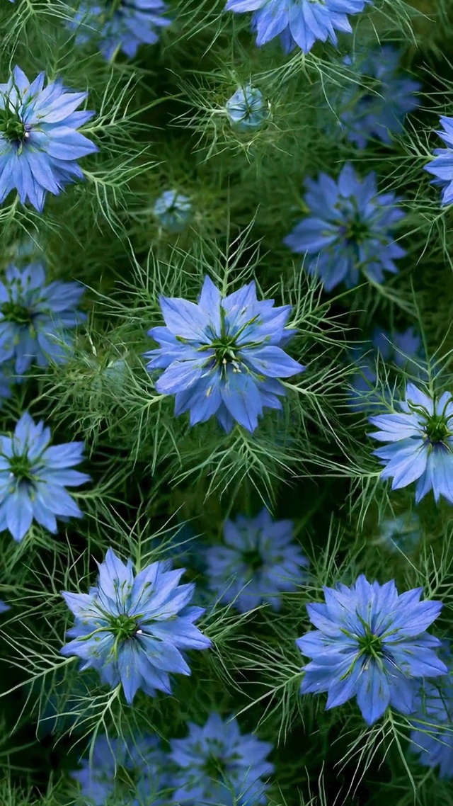 清新蓝色花卉绿植壁纸