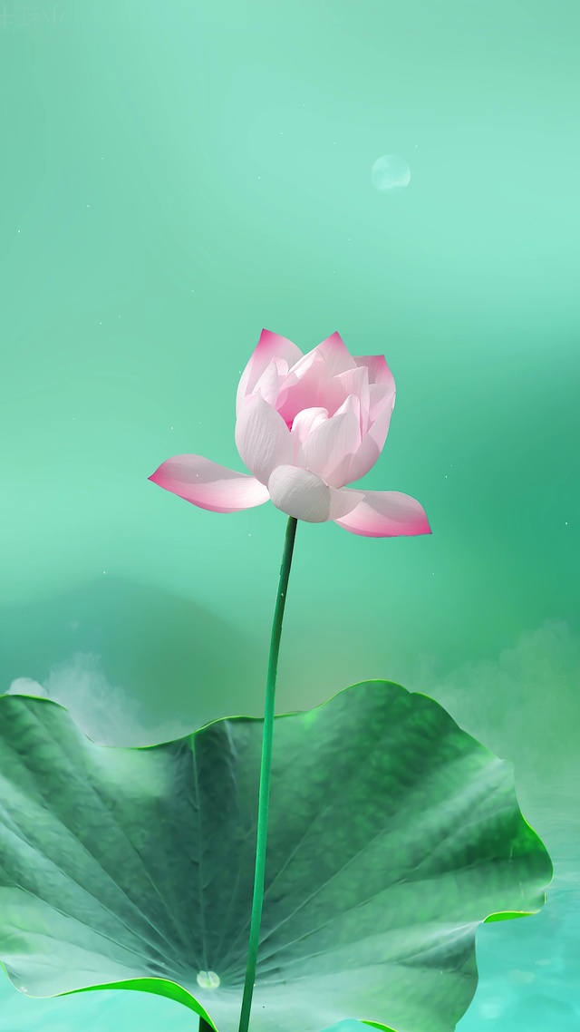 治愈荷花壁纸