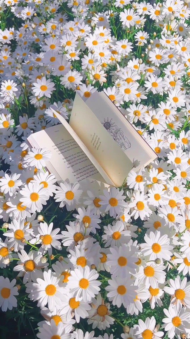 小雏菊