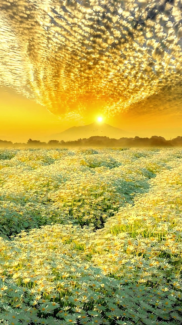 爆款小雏菊花海