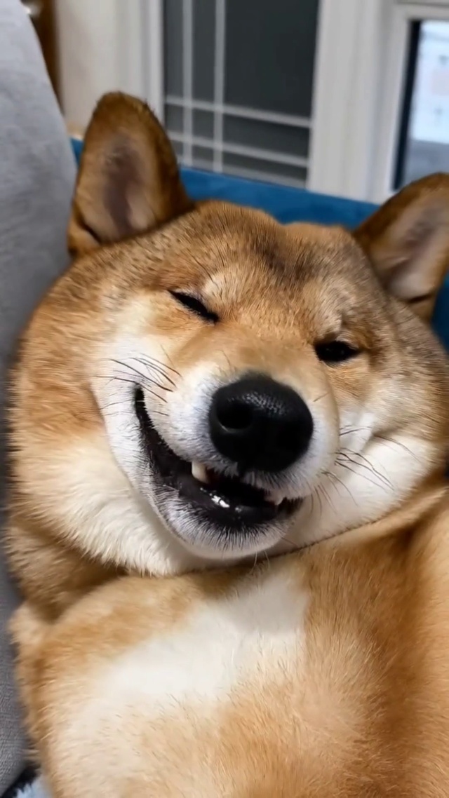 小狗