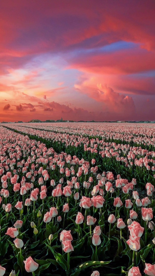 粉色郁金香花海