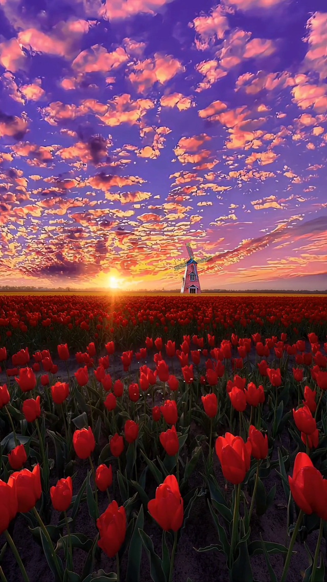 😊希望花海的尽头有你的所爱