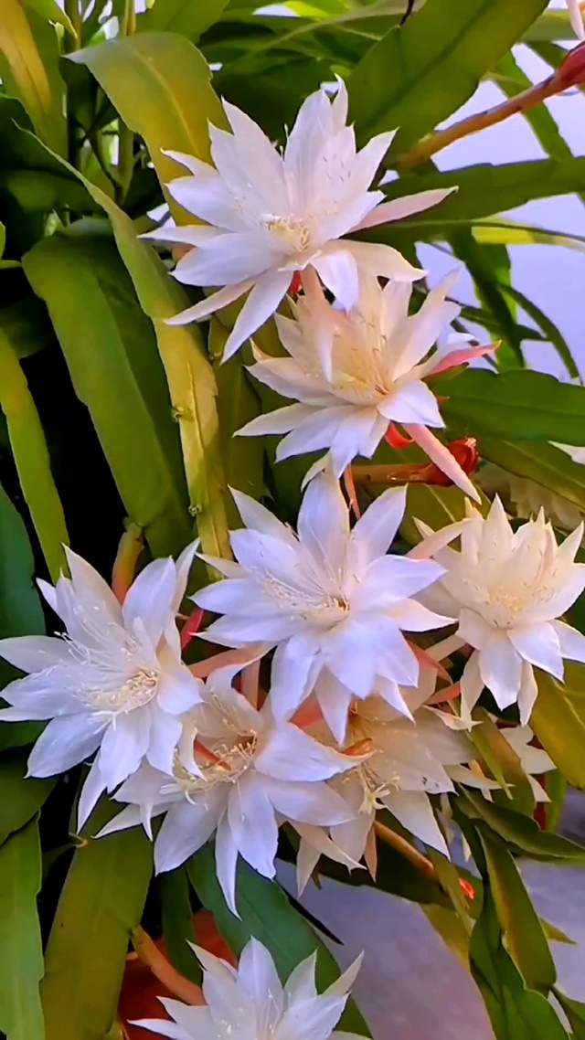 小叶昙花绽放中