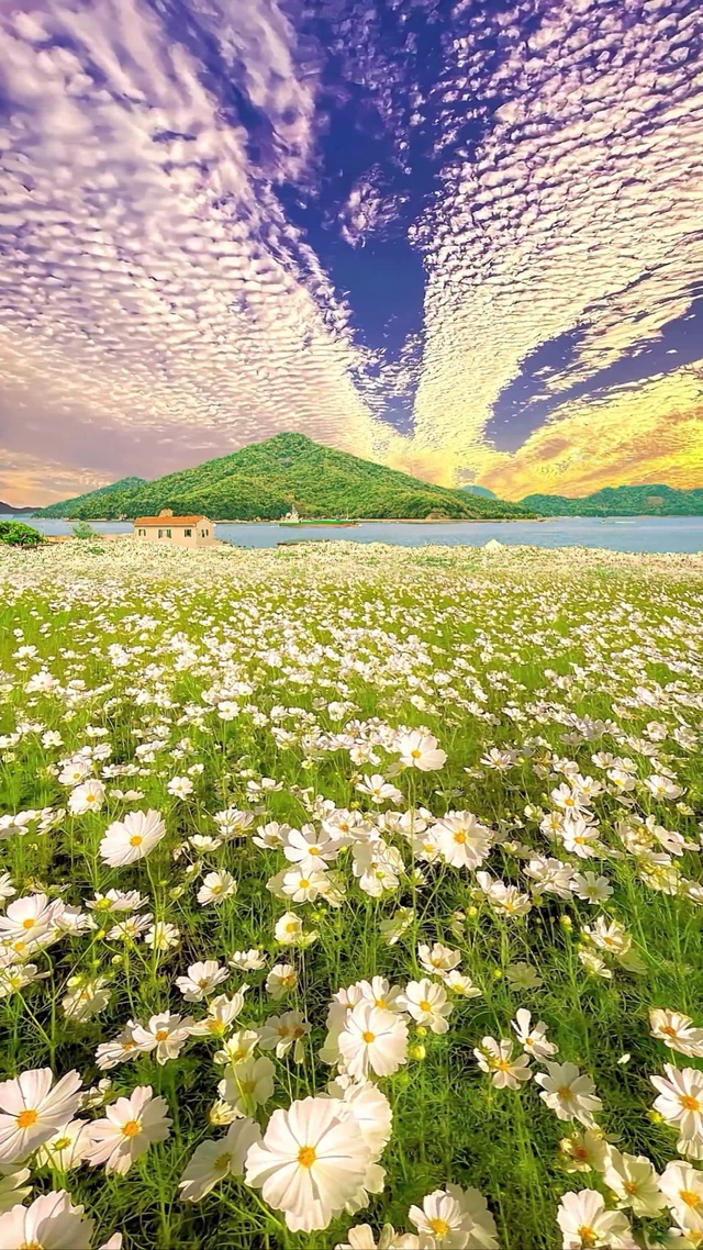 唯美小雏菊花海