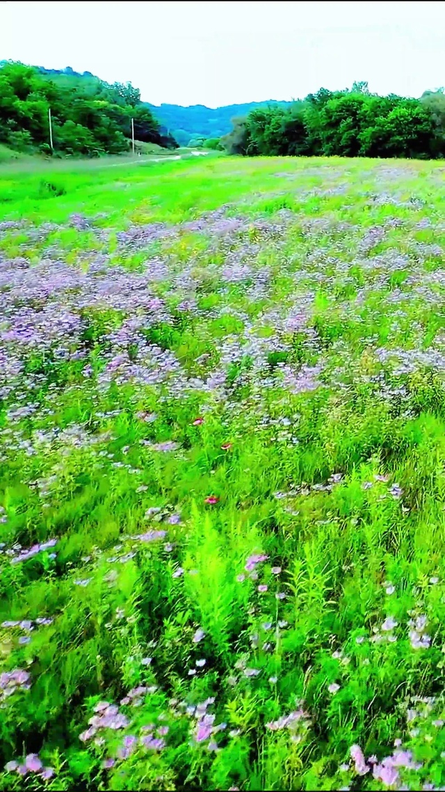 唯美山间野花4K