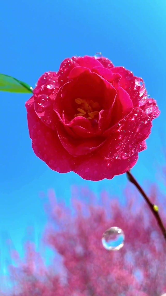 叶自经霜碧，花应斗日红。
