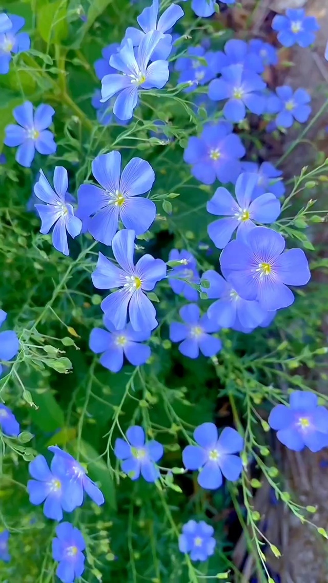 花有花期 人有时运