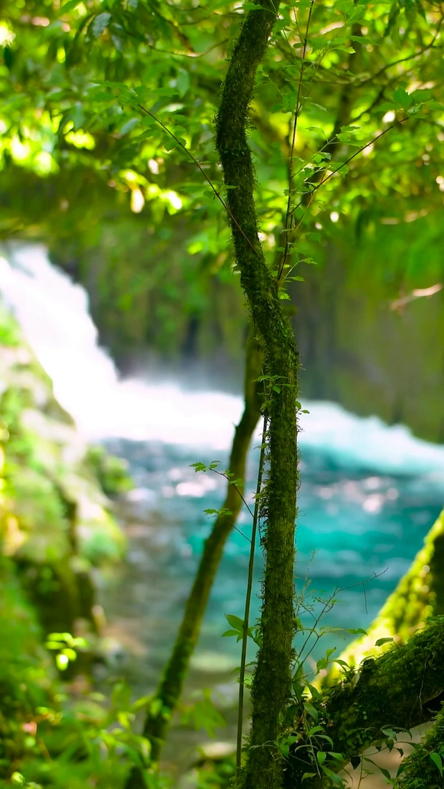 清新护眼绿林溪流