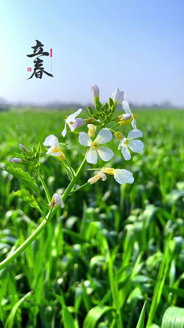 春天 是开始 是希望