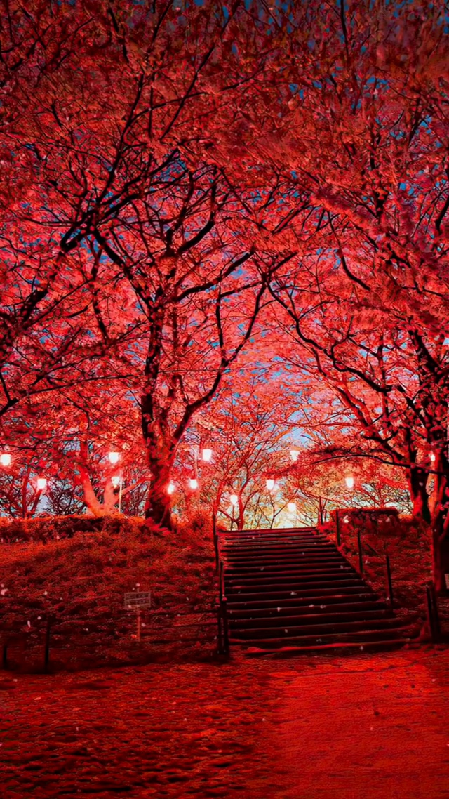 我在红尘中等你