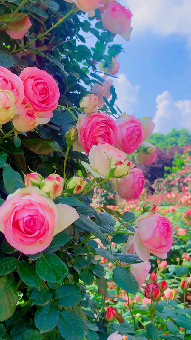 超清壁纸ㄧ清晨玫瑰园