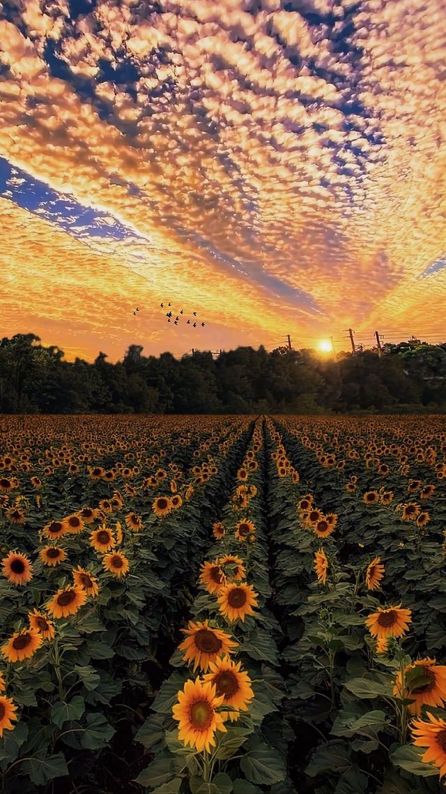 浪漫向日葵花海