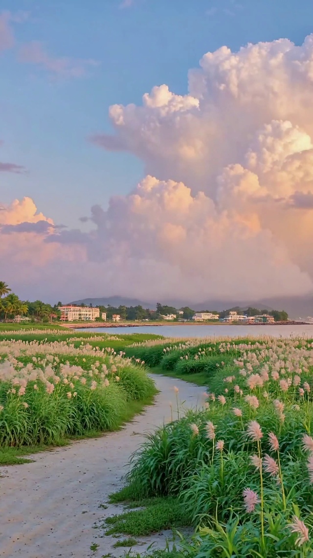 治愈海滨花田日落风景