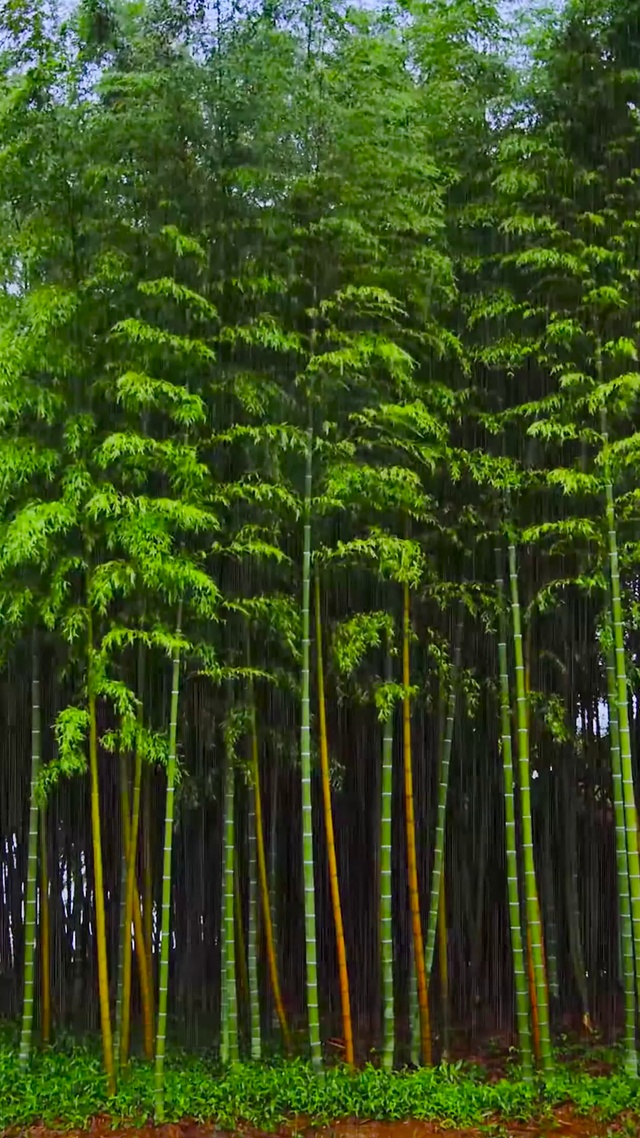 4K雨中竹林(风景手机动态壁纸) - 风景手机壁纸下载 - 元气壁纸