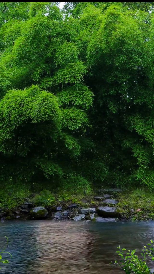 独守一片宁静，不惊不扰，不贪亦不怨，如此，自静，自好自清欢。