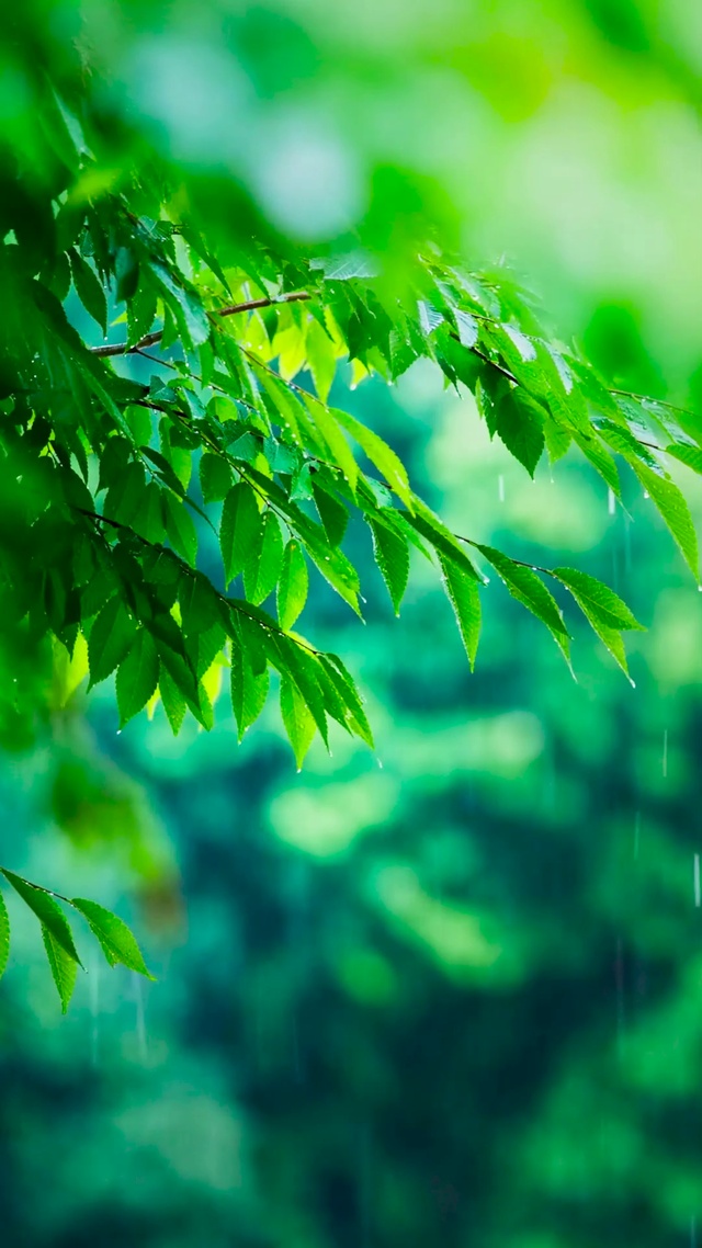绿叶春雨