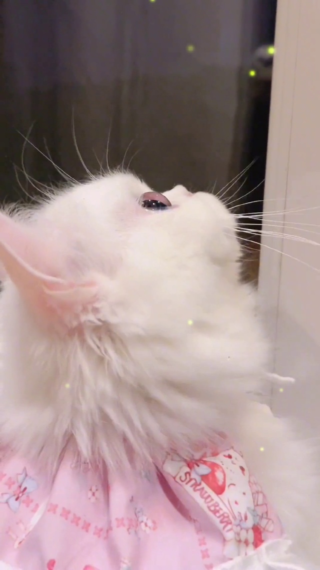 治愈可爱猫咪