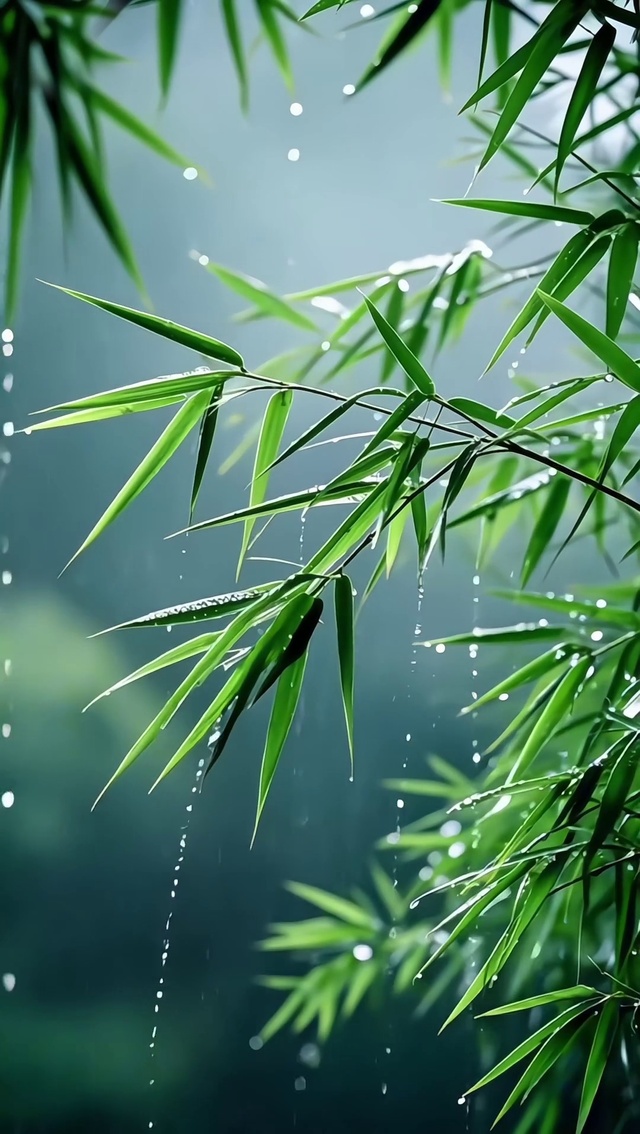 雨竹林