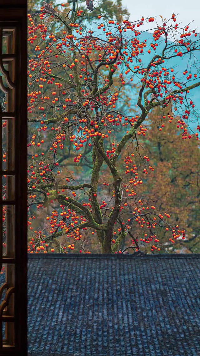 柿柿顺心，柿柿如意