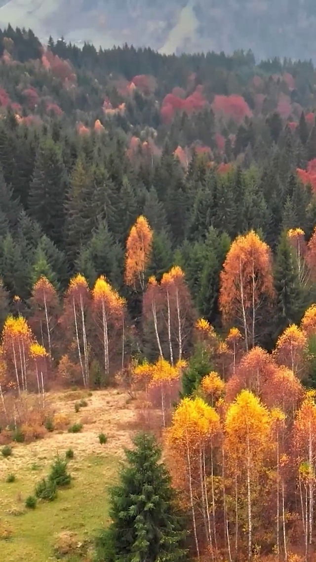 4K 高清 秋雾山多色针叶树