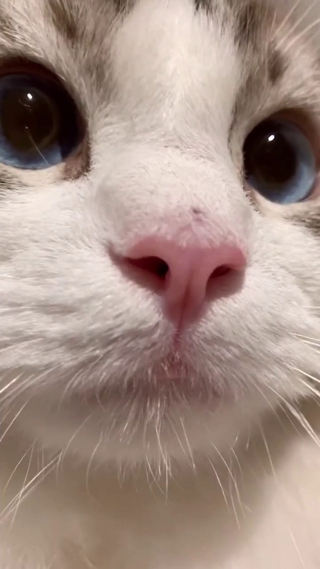 可爱小猫