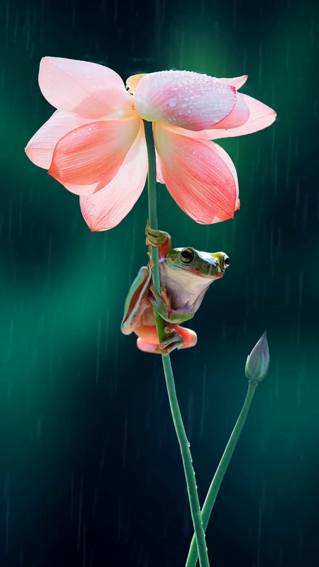 唯美青蛙荷花壁纸