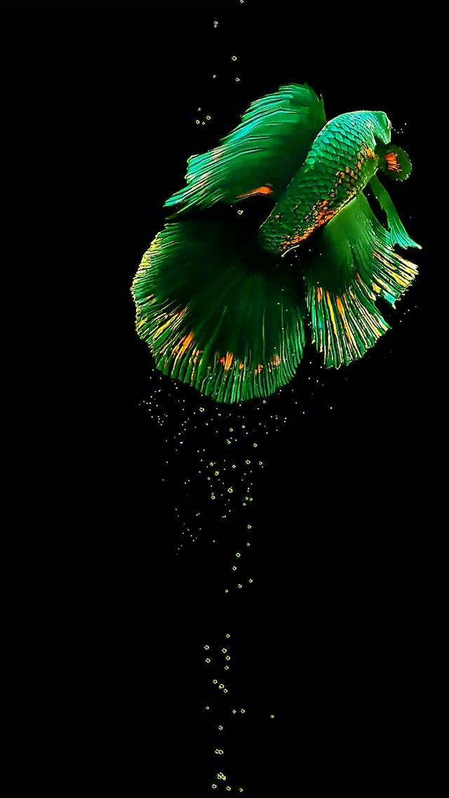 畅游的小鱼4k动态