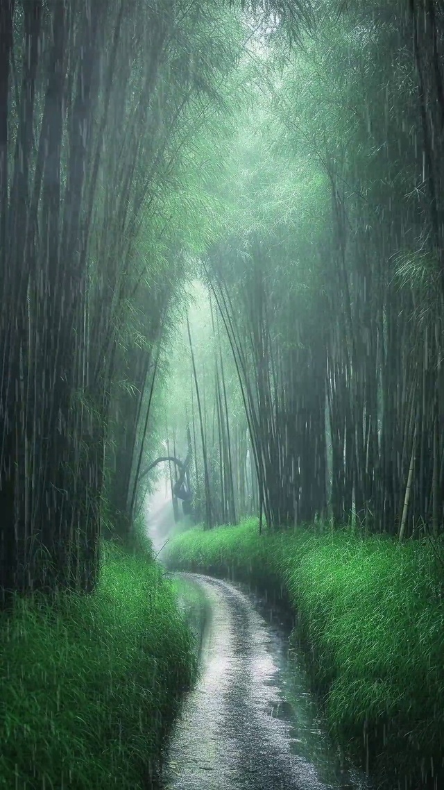 “竹海惹了细雨，浓墨染了相思。竹林听雨，品一种静，享一时闲暇，得一时幽然清绝”