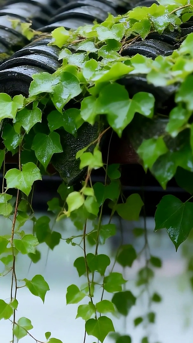 雨滴屋顶