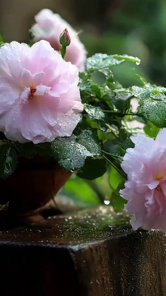 护眼绿景花草树木