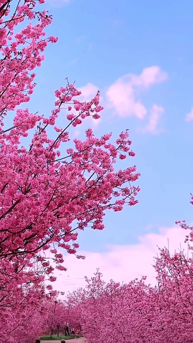 浪漫樱花
