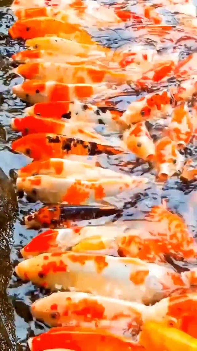 恭喜发财好运来