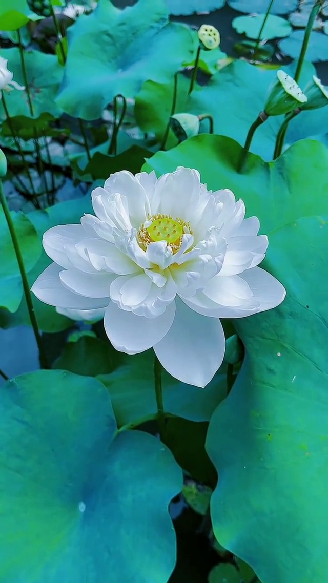 出淤泥而不染，濯清涟而不妖