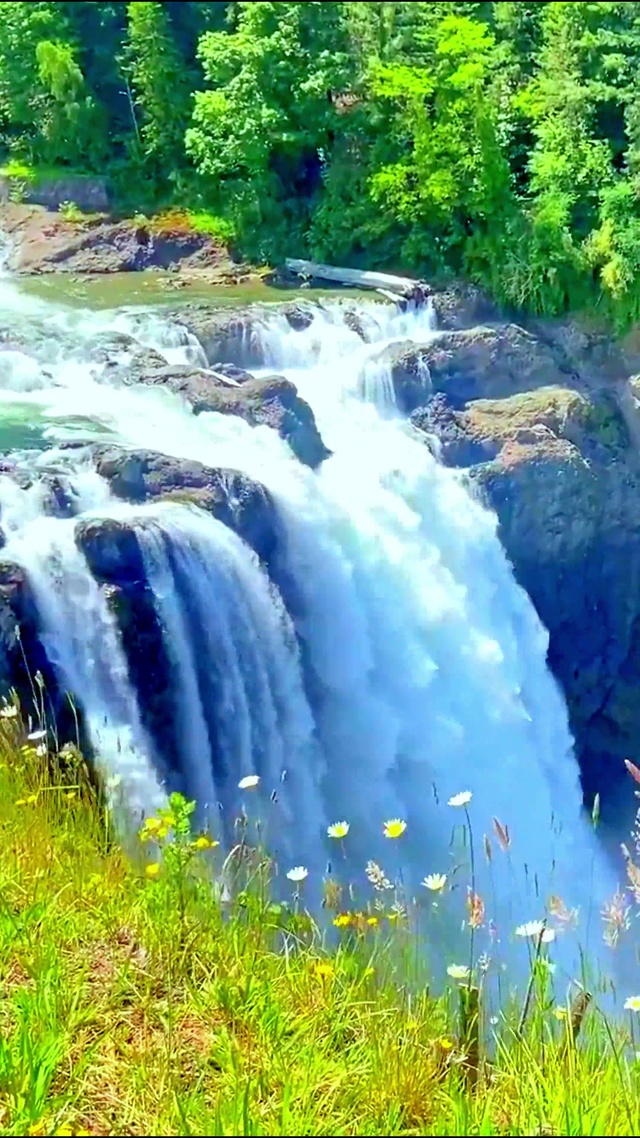 4K山间野花瀑布